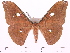  (Antheraea sumatrana - BC-ULP0038)  @15 [ ] Copyright (2010) Unspecified Research Collection of Ulrich and Laela Paukstadt