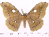  (Antheraea kelimutuensis - BC-ULP0063)  @15 [ ] Copyright (2010) Unspecified Research Collection of Ulrich and Laela Paukstadt