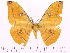  (Antheraea imperator - BC-ULP0090)  @15 [ ] Copyright (2010) Unspecified Research Collection of Ulrich and Laela Paukstadt