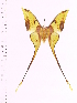  (Actias diana - BC-ULP0097)  @13 [ ] Copyright (2010) Unspecified Research Collection of Ulrich and Laela H. Paukstadt