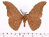  (Antheraea jawabaratensis - BC-ULP0140)  @14 [ ] Copyright (2010) Unspecified Research Collection of Ulrich and Laela Paukstadt