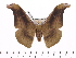  (Antheraea fusca - BC-ULP0164)  @14 [ ] Copyright (2010) Unspecified Research Collection of Ulrich and Laela Paukstadt