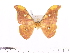  (Antheraea ranongensis - BC-ULP0171)  @11 [ ] Copyright (2010) Unspecified Research Collection of Ulrich and Laela Paukstadt