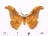  (Antheraea larissa larissa - BC-ULP0180)  @14 [ ] Copyright (2010) Unspecified Research Collection of Ulrich and Laela Paukstadt