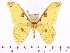  (Loepa miranda - BC-ULP0297)  @15 [ ] Copyright (2010) Unspecified Research Collection of Ulrich and Laela H. Paukstadt