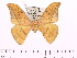  (Cricula trifenestrata kransi - BC-ULP0333)  @11 [ ] Copyright (2010) Unspecified Research Collection of Ulrich and Laela H. Paukstadt