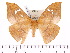  (Cricula trifenestrata treadawayi - BC-ULP0367)  @14 [ ] Copyright (2010) Unspecified Research Collection of Ulrich and Laela H. Paukstadt