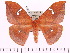  (Cricula jordani - BC-ULP0380)  @15 [ ] Copyright (2010) Unspecified Research Collection of Ulrich and Laela H. Paukstadt