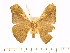  (Antheraea rosieri crockerensis - BC-ULP0386)  @13 [ ] Copyright (2010) Unspecified Research Collection of Ulrich and Laela H. Paukstadt