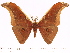  (Antheraea paniki bacoensis - BC-ULP0433)  @15 [ ] Copyright (2010) Unspecified Research Collection of Ulrich and Laela H. Paukstadt