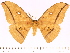  (Antheraea rosemariae - BC-ULP0450)  @15 [ ] Copyright (2010) Unspecified Research Collection of Ulrich and Laela H. Paukstadt