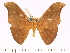  (Antheraea kageri - BC-ULP0459)  @15 [ ] Copyright (2010) Unspecified Research Collection of Ulrich and Laela H. Paukstadt