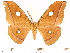  (Antheraea semperi mandalaganensis - BC-ULP0488)  @14 [ ] Copyright (2010) Unspecified Research Collection of Ulrich and Laela H. Paukstadt