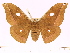  (Antheraea raffrayi - BC-ULP0500)  @15 [ ] Copyright (2010) Unspecified Research Collection of Ulrich and Laela H. Paukstadt