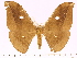  (Antheraea platessa - BC-ULP0505)  @14 [ ] Copyright (2010) Unspecified Research Collection of Ulrich and Laela H. Paukstadt