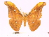  (Antheraea sumbawaensis - BC-ULP0543)  @14 [ ] Copyright (2010) Unspecified Research Collection of Ulrich and Laela H. Paukstadt