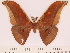  (Antheraea brunnea - BC-ULP0572)  @11 [ ] Copyright (2010) Unspecified Research Collection of Ulrich and Laela H. Paukstadt