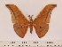  (Antheraea inthanonensis - BC-ULP0580)  @14 [ ] Copyright (2010) Unspecified Research Collection of Ulrich and Laela H. Paukstadt