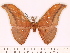  (Antheraea tenasserimensis - BC-ULP0591)  @13 [ ] Copyright (2010) Unspecified Research Collection of Ulrich and Laela H. Paukstadt