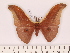  (Antheraea rubiginea - BC-ULP0593)  @14 [ ] Copyright (2010) Unspecified Research Collection of Ulrich and Laela H. Paukstadt