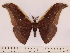  (Antheraea paniki - BC-ULP0600)  @15 [ ] Copyright (2010) Unspecified Research Collection of Ulrich and Laela H. Paukstadt