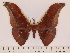  (Antheraea youngi - BC-ULP0611)  @15 [ ] Copyright (2010) Unspecified Research Collection of Ulrich and Laela H. Paukstadt