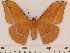  (Antheraea assamensis - BC-ULP0614)  @15 [ ] Copyright (2010) Unspecified Research Collection of Ulrich and Laela H. Paukstadt