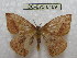  (Catacantha siriae - BC-EvS 0189)  @13 [ ] Copyright (2010) Unspecified Research Collection of Eric Van Schayck