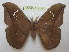  (Copaxa garciorum - BC-EvS 0438)  @15 [ ] Copyright (2010) Unspecified Research Collection of Eric Van Schayck