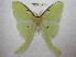  (Actias luna - BC-EvS 0887)  @15 [ ] Copyright (2010) Eric Van Schayck Unspecified