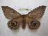  (Leucanella viridescens viridior - BC-EvS 1408)  @14 [ ] Copyright (2010) Eric Van Schayck Research Collection of Eric Van Schayck