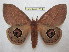  (Leucanella viridescens viridescens - BC-EvS 1411)  @15 [ ] Copyright (2010) Eric Van Schayck Research Collection of Eric Van Schayck