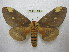  (Citheronia pseudomexicana - BC-EvS 1806)  @14 [ ] Copyright (2010) Eric Van Schayck Research Collection of Eric Van Schayck