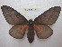  (Citheronia sepulcralis - BC-EvS 1811)  @15 [ ] Copyright (2010) Eric Van Schayck Research Collection of Eric Van Schayck