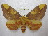  (Citheronia lindana - BC-EvS 1815)  @15 [ ] Copyright (2010) Eric Van Schayck Research Collection of Eric Van Schayck