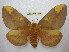  (Citheronia laguajira - BC-EvS 1817)  @14 [ ] Copyright (2010) Eric Van Schayck Research Collection of Eric Van Schayck