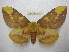  (Citheronia witti - BC-EvS 1822)  @15 [ ] Copyright (2010) Eric Van Schayck Research Collection of Eric Van Schayck