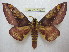  (Citheronia phoandensis - BC-EvS 1827)  @15 [ ] Copyright (2010) Eric Van Schayck Research Collection of Eric Van Schayck