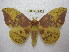  (Eacles imperialis imperialis - BC-EvS 1860)  @11 [ ] Copyright (2010) Eric Van Schayck Research Collection of Eric Van Schayck