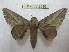  (Citioica guayensis - BC-EvS 2019)  @14 [ ] Copyright (2010) Eric Van Schayck Research Collection of Eric Van Schayck