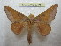  (Adeloneivaia catharina - BC-EvS 2143)  @14 [ ] Copyright (2010) Eric Van Schayck Research Collection of Eric Van Schayck