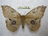  (Agliinae - BC-EvS 2314)  @15 [ ] Copyright (2010) Eric Van Schayck Research Collection of Eric Van Schayck