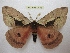  (Cerodirphia multicolor - BC-EvS 2458)  @14 [ ] Copyright (2010) Eric Van Schayck Research Collection of Eric Van Schayck