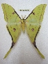  (Actias parasinensis - BC-EvS 2529)  @15 [ ] Copyright (2012) Eric van Schayck Unspecified