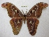  (Attacus - BC-EvS 2543)  @15 [ ] Copyright (2012) Eric van Schayck Unspecified