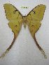  (Actias ignescens - BC-EvS 4124)  @11 [ ] No Rights Reserved (2015) Eric van Schayck Unspecified