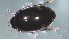  (Deronectes moestus inconspectus - Dytiscidae aff. freddana_ 22-03-2023)  @11 [ ] Unspecified (default): All Rights Reserved  Unspecified Unspecified