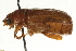  (Phyllophaga rugosa - AY165642)  @14 [ ] CreativeCommons - Attribution (2009) Unspecified Centre for Biodiversity Genomics