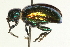  (Chrysochus auratus - AY165728)  @15 [ ] CreativeCommons - Attribution (2009) Unspecified Centre for Biodiversity Genomics