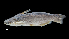  (Trachelyopterus insignis - 1568-STB_SBCIM-01-10)  @11 [ ] Copyright (2019) Alejandro Mendez Lopez Instituto de Investigacion de Recursos Biologicos Alexander von Humboldt
